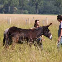 Deux ânesses toutes nouvelles pensionnaires à Magny-les-Hameaux ! 