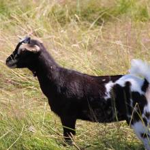 Deux ânesses toutes nouvelles pensionnaires à Magny-les-Hameaux ! 