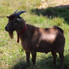 Deux ânesses toutes nouvelles pensionnaires à Magny-les-Hameaux ! 