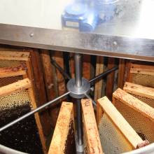 Septembre 2019 : récolte du miel de Port Royal 