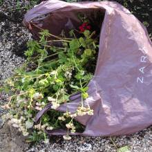 Distrihution des fleurs par les jardiniers communaux