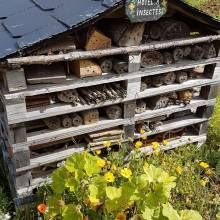 Hôtel à insectes aux jardins familiaux