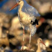 Les dépôts sauvages ont des conséquences 