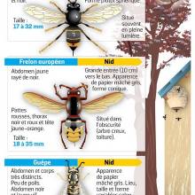 Comment différencier frelons et guêpe