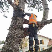Nichoir à mésange charbonnière 