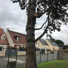 Nichoir à mésange charbonnière 