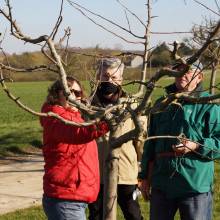 Atelier - taille d'arbres fruitiers