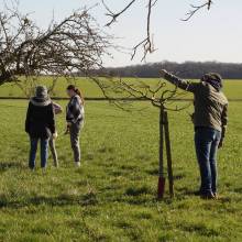 Atelier - taille d'arbres fruitiers