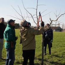 Atelier - taille d'arbres fruitiers