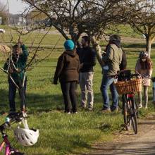 Atelier - taille d'arbres fruitiers