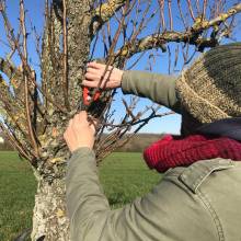 Atelier - taille d'arbres fruitiers