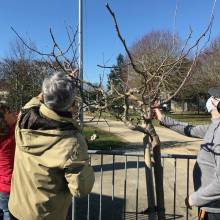 Atelier - taille d'arbres fruitiers