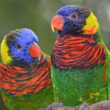 Loriquet Arc-en-Ciel