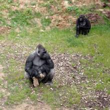 Les enfants de l’accueil Henri Dés ont été visiter le Zoo de Thoiry.