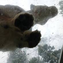 Les enfants de l’accueil Henri Dés ont été visiter le Zoo de Thoiry.