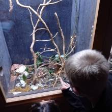 Les enfants de l’accueil Henri Dés ont été visiter le Zoo de Thoiry.