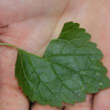 Promenade comestible