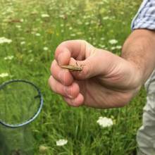 Découverte de la faune caractéristique des prairies et fabrication d'un filet fauchoir