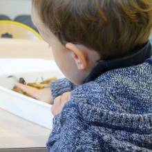  Ateliers de découverte et de sensibilisation dans le cadre du projet Ma cour passe au vert