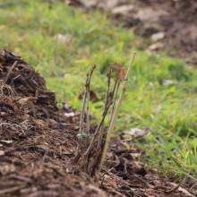 Plantation de fruitiers aux abords de la piste cyclable