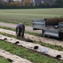 Plantation de fruitiers aux abords de la piste cyclable
