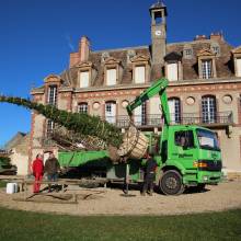 Plantation du Cèdre du Liban au Musée national de Port-Royal des Champs
