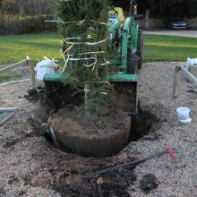 Plantation du Cèdre du Liban au Musée national de Port-Royal des Champs