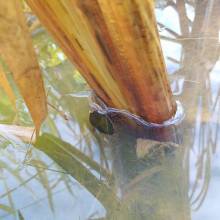 Punaire aquatique: notonecte