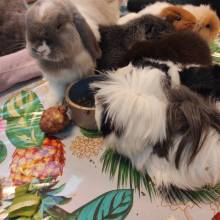 Découverte de l'habitat, de l'alimentation et de la vie des animaux