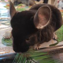 Découverte de l'habitat, de l'alimentation et de la vie des animaux