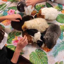 Découverte de l'habitat, de l'alimentation et de la vie des animaux