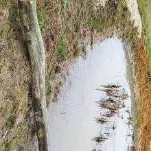 Aménagement des mares : des zones micro-habitats