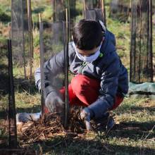 Passeport du civisme : plantation d'arbres fruitiers