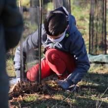 Passeport du civisme : plantation d'arbres fruitiers