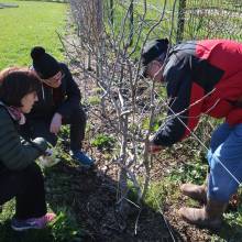 Apprentissage de la taille des arbres fruitiers, Plaine de Chevincourt