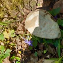 Chasse aux œufs dans le parc du Musée national de Port-Royal des Champs