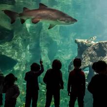Aquarium de La Rochelle