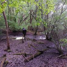 Je croa...sse que l'on m'observe !