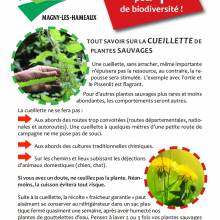 Tout savoir sur la cueillette de plantes sauvages