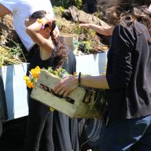 Distribution gratuite de fleurs 