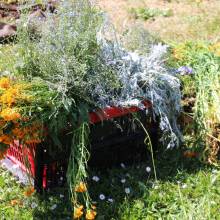 Distribution gratuite de fleurs 