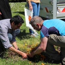 Distribution gratuite de fleurs 