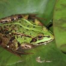 Grenouille verte hybride