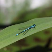 Demoiselle Ischnure élégante