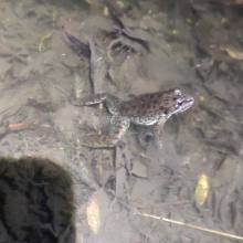 Je croa...sse que l'on m'observe ... au Golf National !