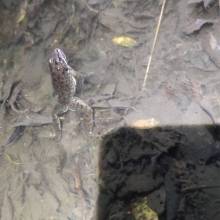 Je croa...sse que l'on m'observe ... au Golf National !