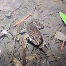 Je croa...sse que l'on m'observe ... au Golf National !
