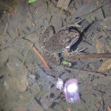 Je croa...sse que l'on m'observe ... au Golf National !