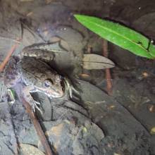 Je croa...sse que l'on m'observe ... au Golf National !