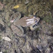 Je croa...sse que l'on m'observe ... au Golf National !